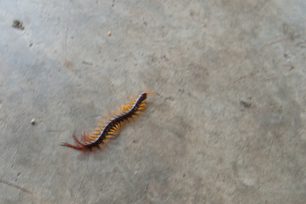 giant centipede, seen while waiting